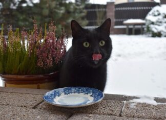 Co mogą jeść koty domowe 3