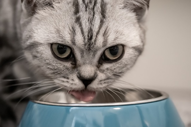 Co mogą jeść koty domowe 3
