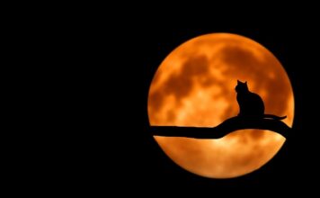 Czy kot poradzi sobie z kuna? Czy kot poradzi sobie z kuna?