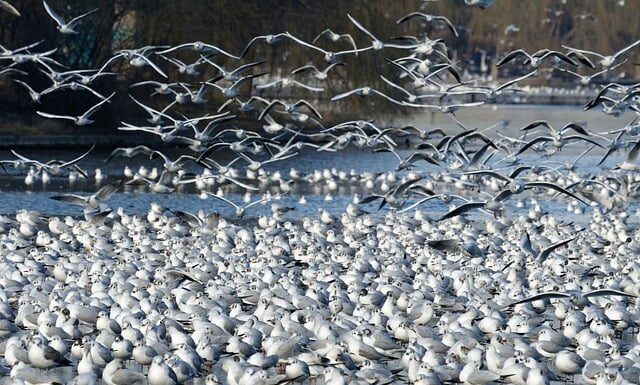 Co posadzić na obrzeżach działki?