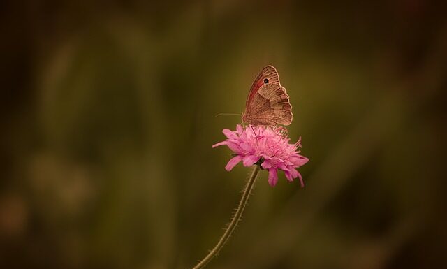 Jak usunąć rdzę z ogrodzenia?