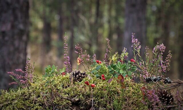 Czy wrzosy mogą rosnąć obok lawendy?