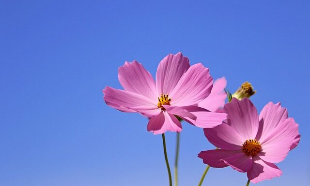 Jak sadzić kwiatki w osłonkach? Jak sadzić kwiatki w osłonkach?