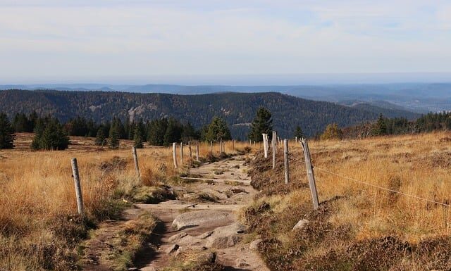 Jak samemu zrobić gazon?