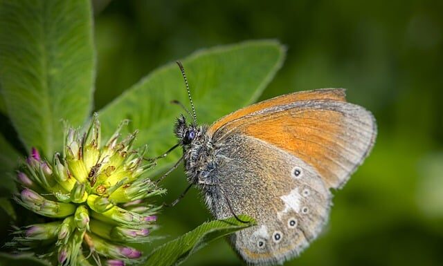 Jaka gliceryna do mydła?