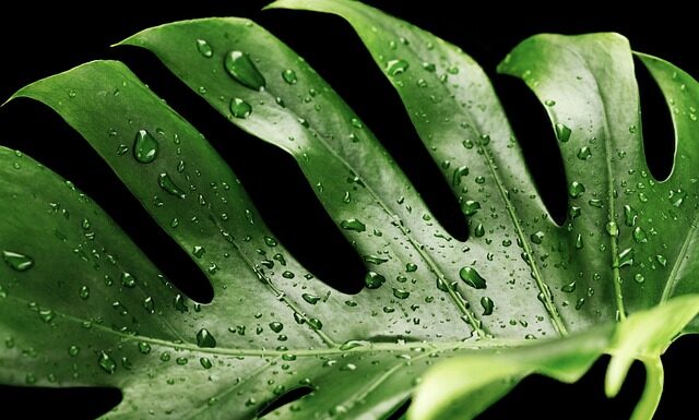 Czego nie lubi monstera? Czego nie lubi monstera?