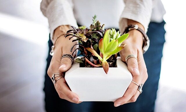 Jak się sadzi kwiaty w doniczce? Jak się sadzi kwiaty w doniczce?