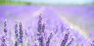 Czy zapach lawendy odstrasza kuny?