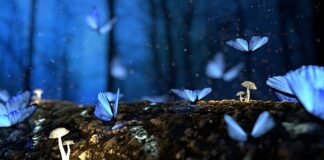 Ile wytrzyma drewno sosnowe w ziemi?