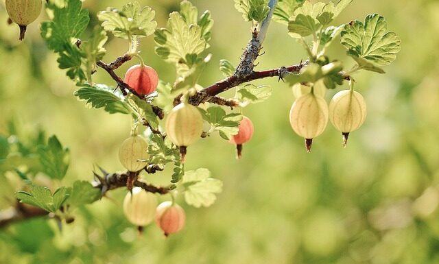 Jakie krzewy są zielone cały rok?