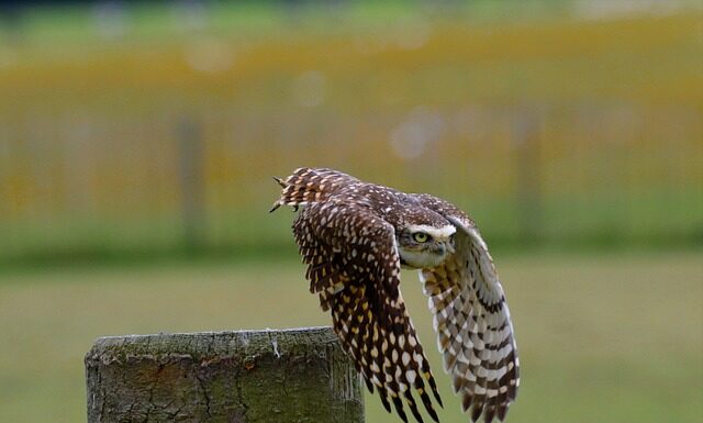 Co można zrobić z resztek blatu?