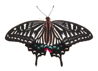 Ile kosztuje usunięcie rdzy z drzwi? Ile kosztuje usunięcie rdzy z drzwi?