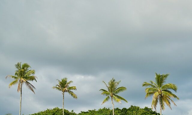 Co posadzić za płotem?