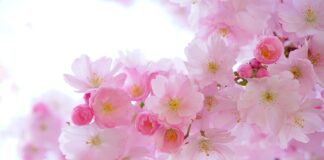 Jak sadzić rośliny w dużych donicach?