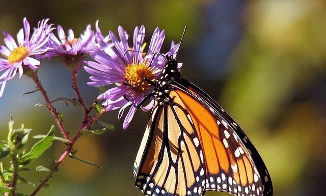 Gdzie jest odma Astra H 1.7 CDTI?