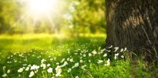 Jak eksponować kwiaty w mieszkaniu?