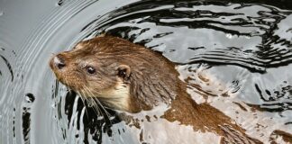 Jak zabezpieczyć się przed kunami? Jak zabezpieczyć się przed kunami?