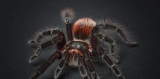 Czym wystraszyć pająki?