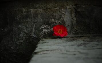 Jak wyjąć kwiatka z doniczki ceramicznej? Jak wyjąć kwiatka z doniczki ceramicznej?