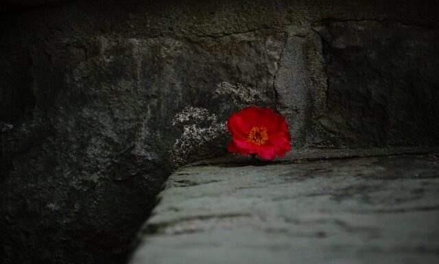Jak wyjąć kwiatka z doniczki ceramicznej? Jak wyjąć kwiatka z doniczki ceramicznej?