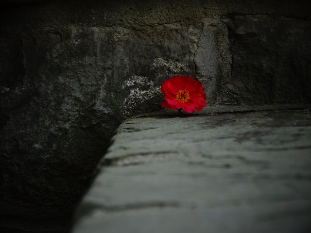 Jak wyjąć kwiatka z doniczki ceramicznej? Jak wyjąć kwiatka z doniczki ceramicznej?