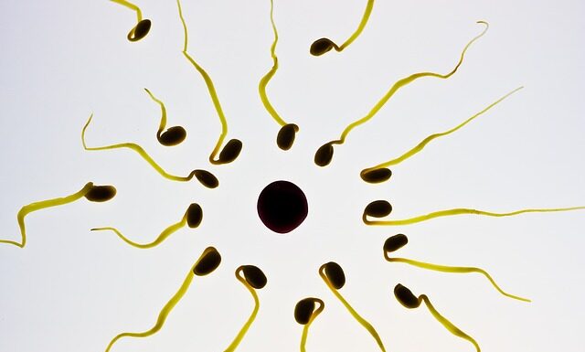 Czy po umyciu członka plemniki giną?