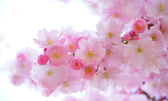 Jakie rośliny można łączyć w jednej doniczce?