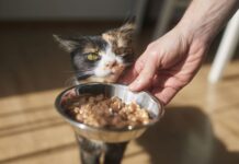 Karmy mokre dla kotów