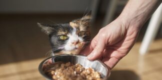 Karmy mokre dla kotów – jak wybrać najlepszą i najbardziej wartościową? Karmy mokre dla kotów