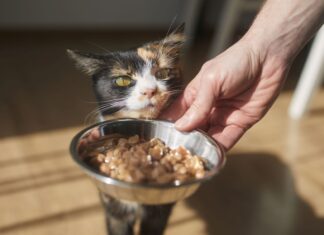 Karmy mokre dla kotów
