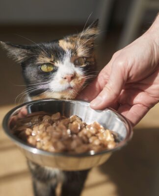 Karmy mokre dla kotów – jak wybrać najlepszą i najbardziej wartościową? Karmy mokre dla kotów