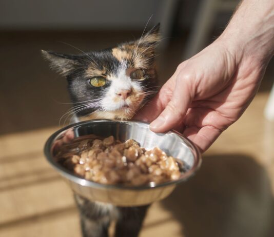 Karmy mokre dla kotów – jak wybrać najlepszą i najbardziej wartościową? Karmy mokre dla kotów